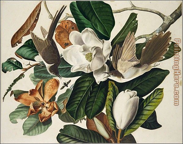 Black-Billed Cuckoo painting - John James Audubon Black-Billed Cuckoo art painting